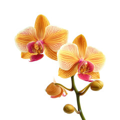 Orchid Spray in Yellow and Orange, Tropical Elegance, Isolated on Transparent Background