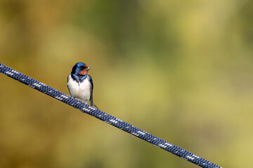 Barn Swallow Sitting on a Rope