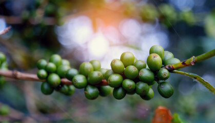 Close up Green seed berries harvest arabica coffee garden. Green coffee bean berry plant fresh raw seed coffee tree growth in eco organic farm. Fresh coffee bean green leaf bush ecology berry plant