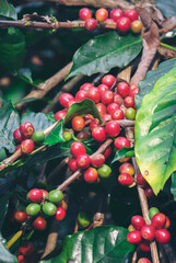 Vertical Close up hands harvest red seed in basket robusta arabica plant farm. Coffee plant farm woman Hands harvest raw coffee beans. Vertical Horizon Ripe Red berries fresh seed green tree eco farm