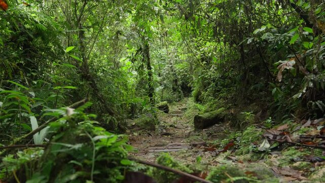 Sendero cubierto de troncos y raices creando un tunel natural en medio del bosque en la monta&ntilde;a
