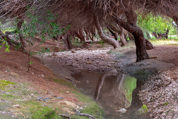 Vega Baja del Segura - Torrevieja - Parque del Molino del Agua junto a la Playa de la Mata