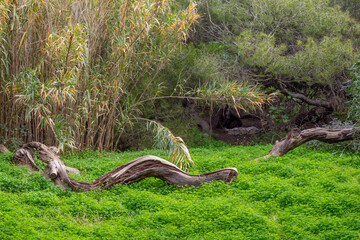 Vega Baja del Segura - Torrevieja - Parque del Molino del Agua junto a la Playa de la Mata