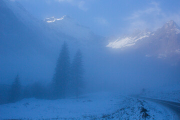 Obraz premium a forest covered in fog