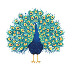 Peacock vector isolated