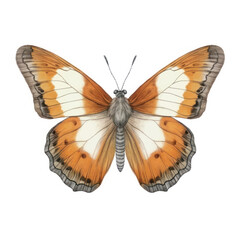 Butterfly drawing animal insect.