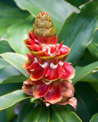 Flor de costus sp.