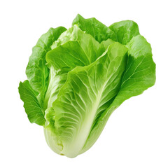 Fototapeta premium Fresh green lettuce with crisp leaves, perfect for salads and healthy meals, showcasing vibrant colors and natural beauty.