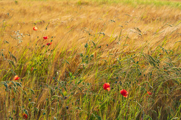 Vibrant Red Poppies in Sunlit Meadow. Field of Wild Flowers in Full Bloom