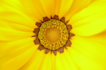 close up of yellow flower