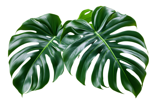 A detailed illustration of a vibrant green Monstera leaf, showcasing its characteristic split and fenestrated shape. The tropical leaf is isolated on a white background.