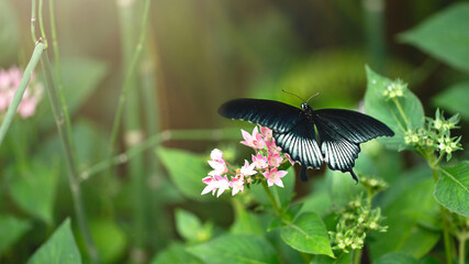 Papilio memnon butterfly on pink flower. Close up image with selective focus and copy space