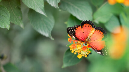 Top view of Cethosia biblis butterfly on orange lantana flower. Image with selective focus and copy space