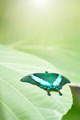 Close up of papilio palinurus on green leaf. Vertical image with copy space