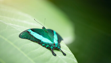Close up of papilio palinurus on green leaf. Image with selected focus and negative space for your text