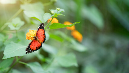 Top view of Cethosia biblis butterfly. Image with selective focus and copy space