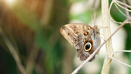 Close up with selective focus on the wing of Caligo eurilochus butterfly
