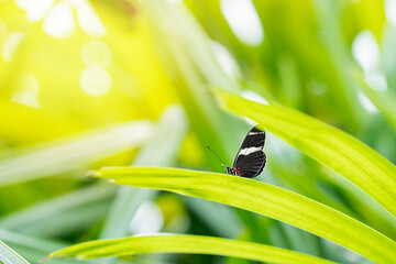 Heliconius cydno buterfly on the green leaf. Image with selective focus 