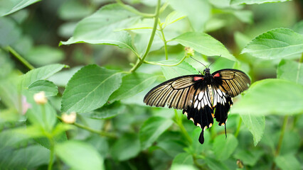 Top view of Papilio memnon butterfly. Image with copy space