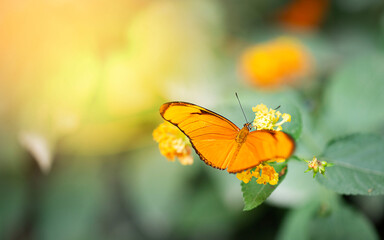 Dryas iulia butterfly close up image with selective focus and sun flare