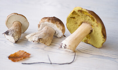 Close up of harvested forest edible boletus mushrooms ready for cooking on rustic wooden table. Three freshly picked white fungus on light background. Copy space. Selective focus
