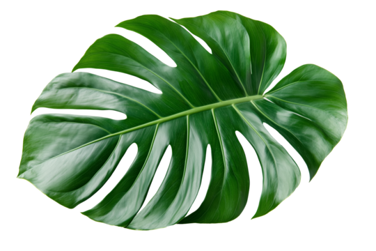 A detailed illustration of a vibrant green Monstera leaf, showcasing its characteristic split and fenestrated shape. The tropical leaf is isolated on a white background.