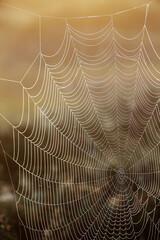 Cobweb at marsh at September morning in Southern Finland. 