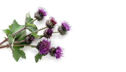 Burdock flower isolated on white background. Medicinal plant: Arctium