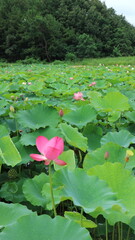 lotus, flower, summer, korea, pond, green, lotusflower, blossom, lotusblossom