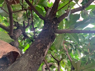 Fototapeta premium Big tree view from ground to top of the free, take a photo under the rose apple tree