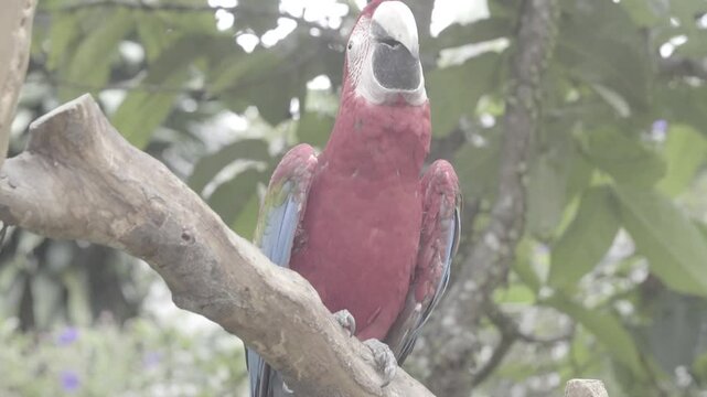 Beautiful red cockatoos perched majestically, flapping wings in a stunning display. S-log format