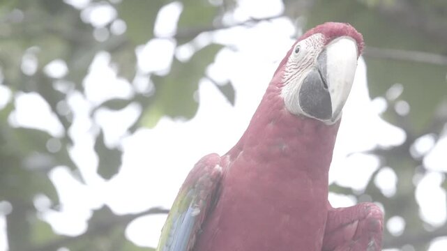A stunning red cockatoo shows off its vibrant plumage while perched on a tree branch. S-log format
