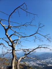 dried tree. environmental protection concept. Cheonmasan Mountains at namyangju, in South Korea.