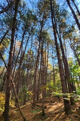 Pinewood forest in sunrise. sun shining in spruce forest in the summer. Pale light breaking through the fog in a forest