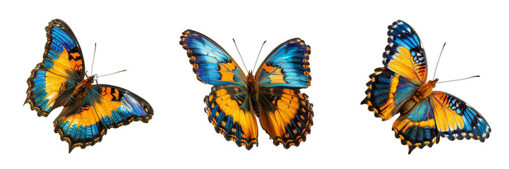 Fototapeta premium Set of very beautiful blue yellow orange butterfly in flight isolated on a transparent background