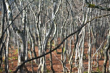 大峰山の樹林帯