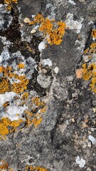 close-up of a rocky surface covered with patches of orange and white lichen. The textured stone is scattered with small peebles, creating a natural and organic look