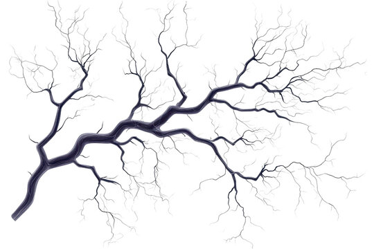 Detailed illustration of a complex, branching tree structure with intricate patterns, resembling veins or branches, on a transparent background.