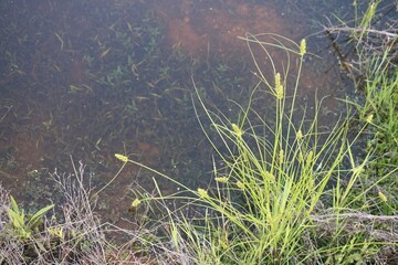 plants in Muddy green lake water. Background of muddy water with lake algae close-up.