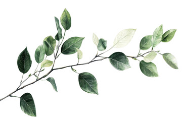 Fototapeta premium High-quality image of a green leafy branch with realistic details and vibrant foliage, perfect for nature-themed designs and illustrations.