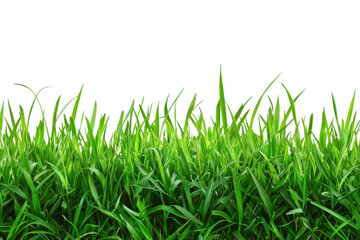 Lush green grass blades against a dark background, perfect for nature and landscaping themes in stock photos.