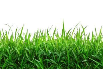 Lush green grass blades against a dark background, perfect for nature and landscaping themes in stock photos.