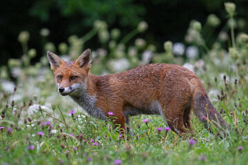 Wet Red Fox (Vulpes vulpes) in a meadow thick with flowers shortly after a heavy rainstorm