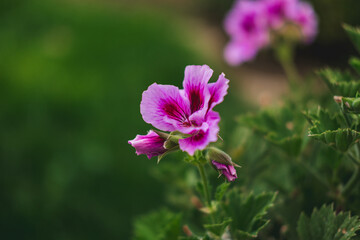 Fototapeta premium Purple flower taken as macro photo