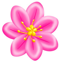 pink flower isolated