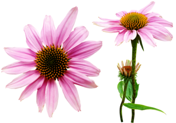 자주루드베키아 에키네이샤 꽃