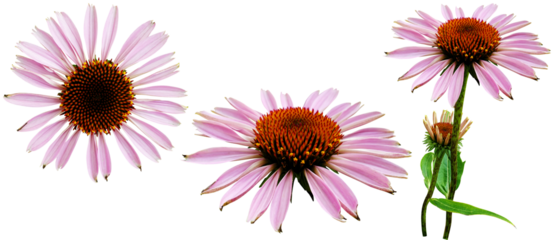 자주루드베키아 에키네이샤 꽃