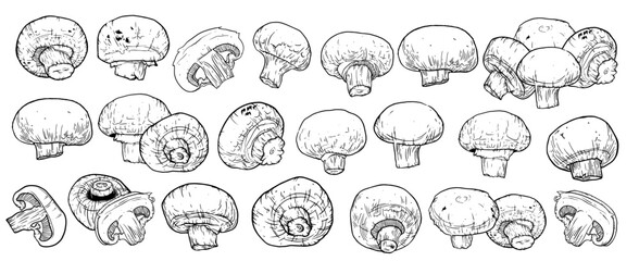 Mushrooms champignon hand drawn set