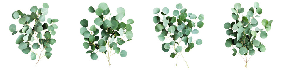 set of A Isolated greenery, eucalyptus tree branch with many round on a transparent background