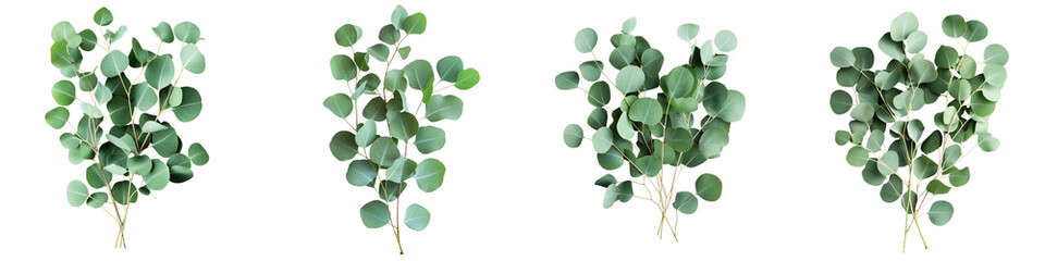 set of A Isolated greenery, eucalyptus tree branch with many round on a transparent background